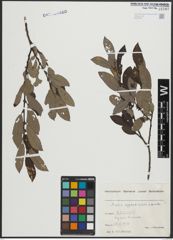 Foto von Salix appendiculata Vill. x Salix aurita L.